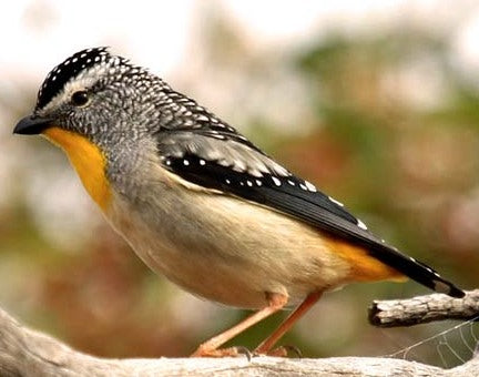 Tour camping fee (commercial)